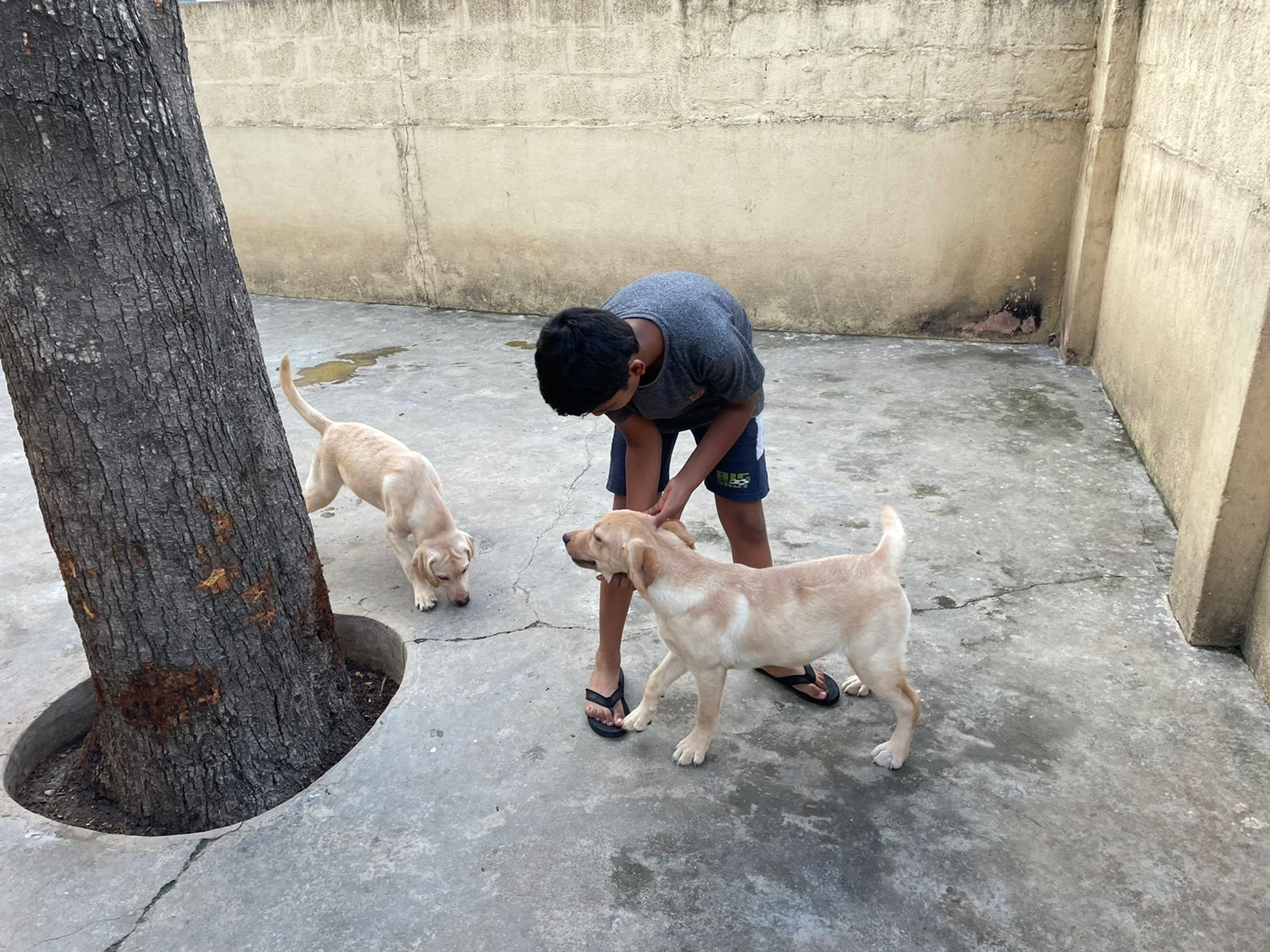 Labrador puppies from Chennai. Breeder: SHYAM C